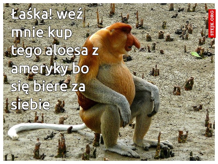Łaśka! weź mnie kup tego aloesa z ameryky bo się biere za siebie