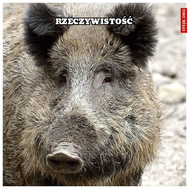 Rzeczywistość