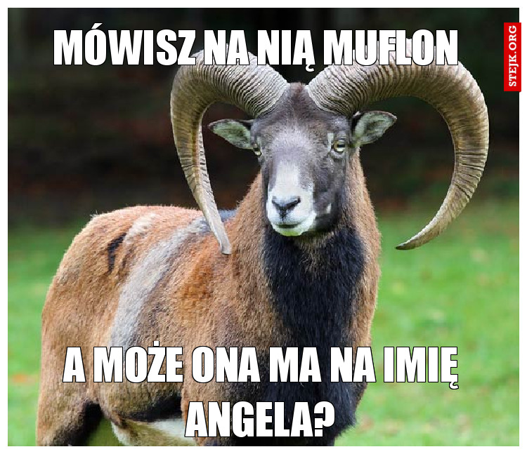 Mówisz na nią muflon