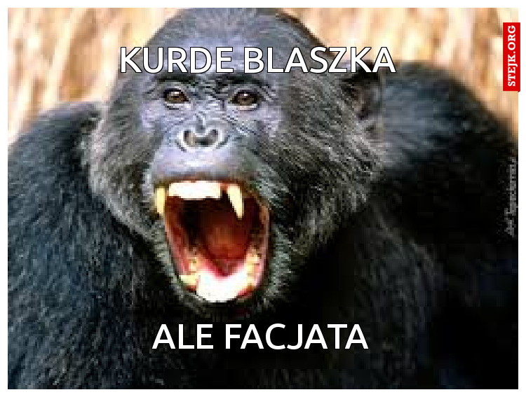 kurde blaszka 