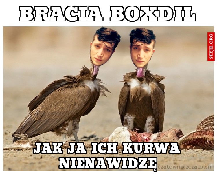 Bracia boxdil