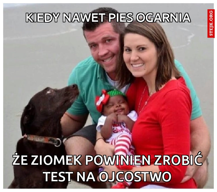 Kiedy nawet pies ogarnia