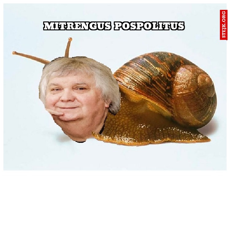 mitrengus pospolitus