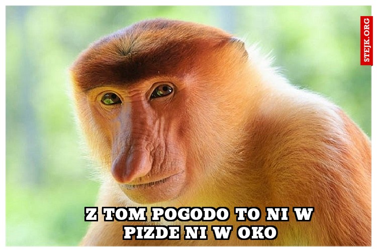 Z Tom pogodo to ni w pizde ni w oko