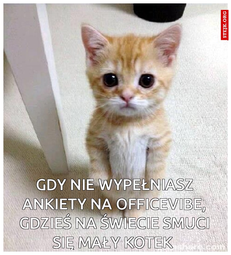 Gdy nie wypełniasz ankiety na Officevibe, gdzieś na świecie smuci się mały kotek 