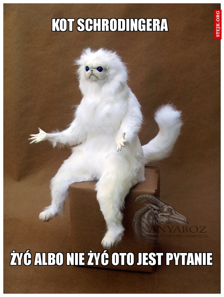 kot schrodingera 