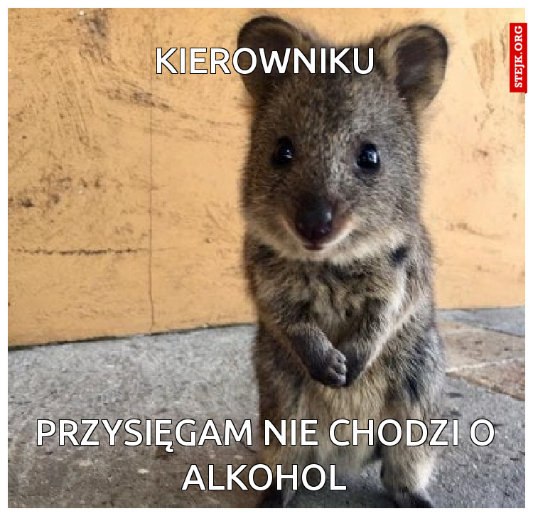 Kierowniku