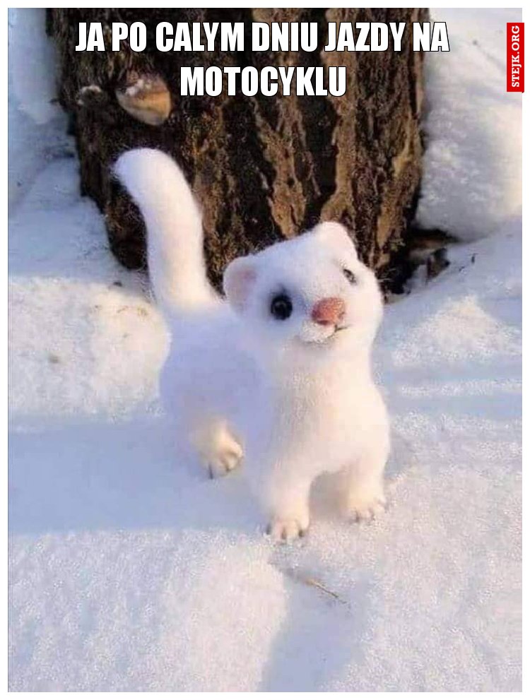 JA PO CALYM DNIU JAZDY NA MOTOCYKLU