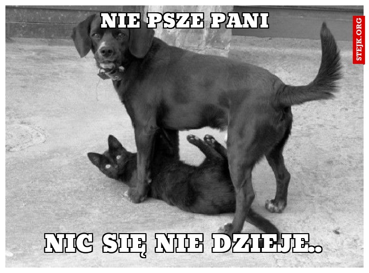 Nie psze pani