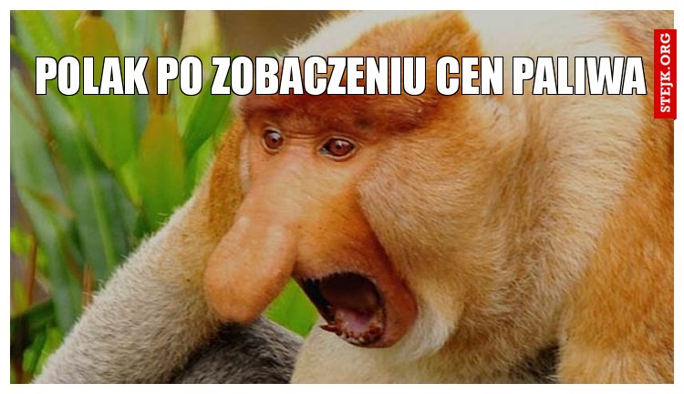 Polak po zobaczeniu cen paliwa