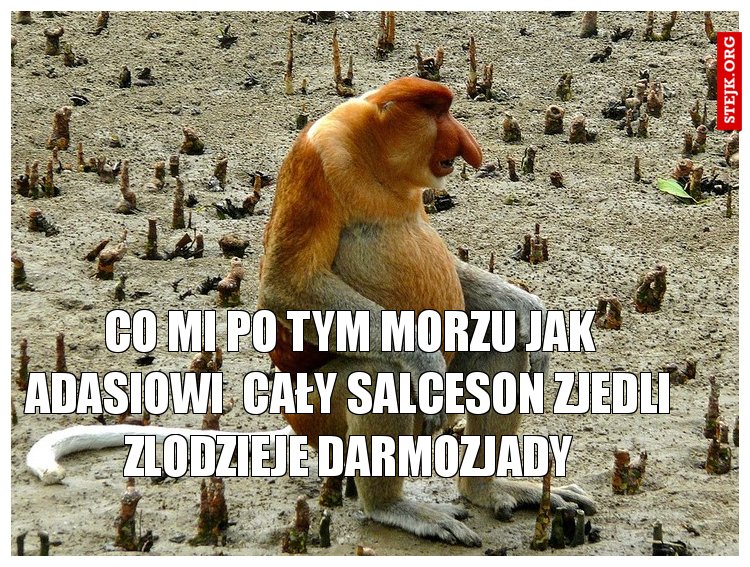 CO MI PO TYM MORZU JAK ADASIOWI CAŁY SALCESON ZJEDLI ZŁODZIEJE