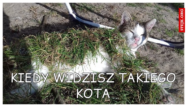 Kiedy Widzisz takiego kota