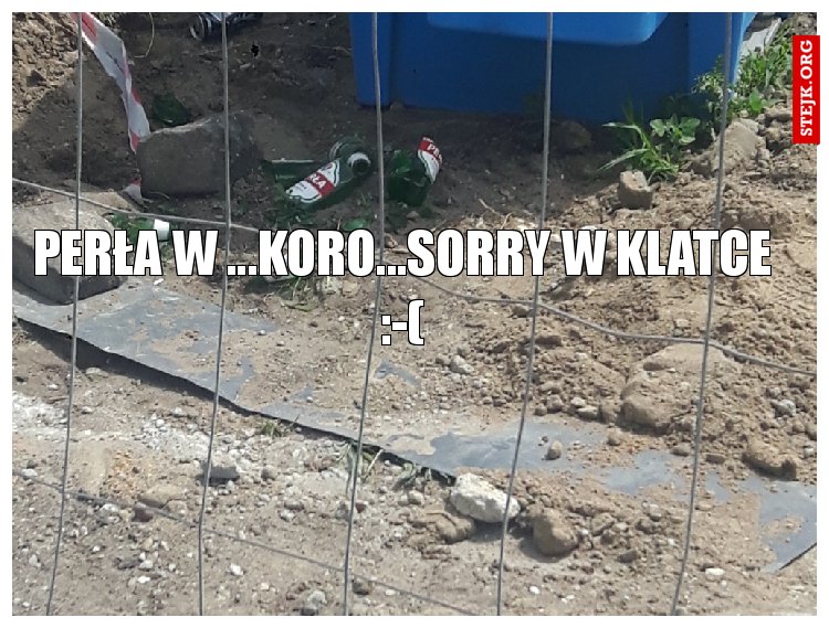 perła w ...koro...sorry w klatce :-(