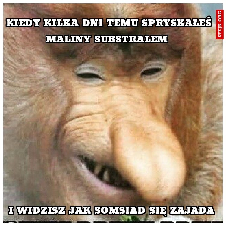 Kiedy kilka dni temu spryskałeś 