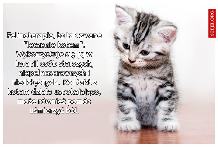 Felinoterapia, to tak zwane "leczenie kotem". Wykorzystuje się  ją w terapii osób starszych, niepełnosprawnych i niedołężnych.  Kontakt z kotem działa uspokajająco, może również pomóc uśmierzyć ból.