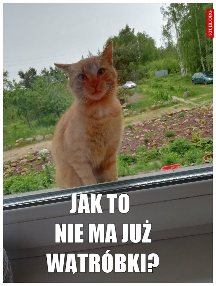             JAK TO              NIE MA JUŻ WĄTRÓBKI?