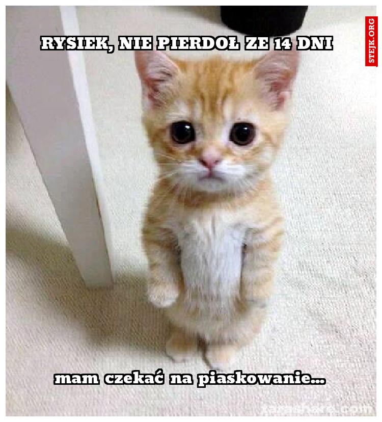 Rysiek, nie pierdoł ze 14 dni 