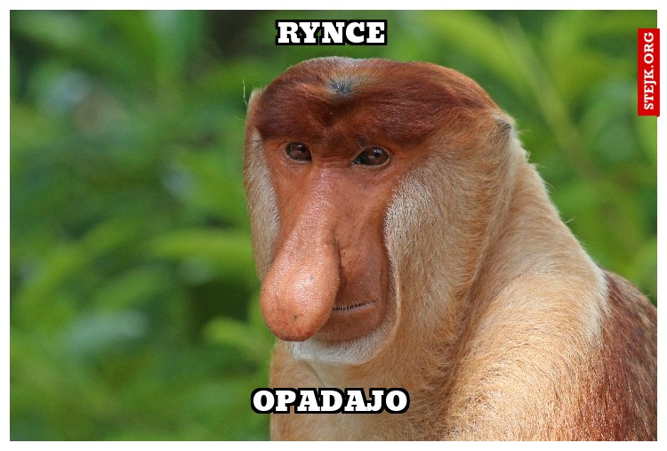 Rynce