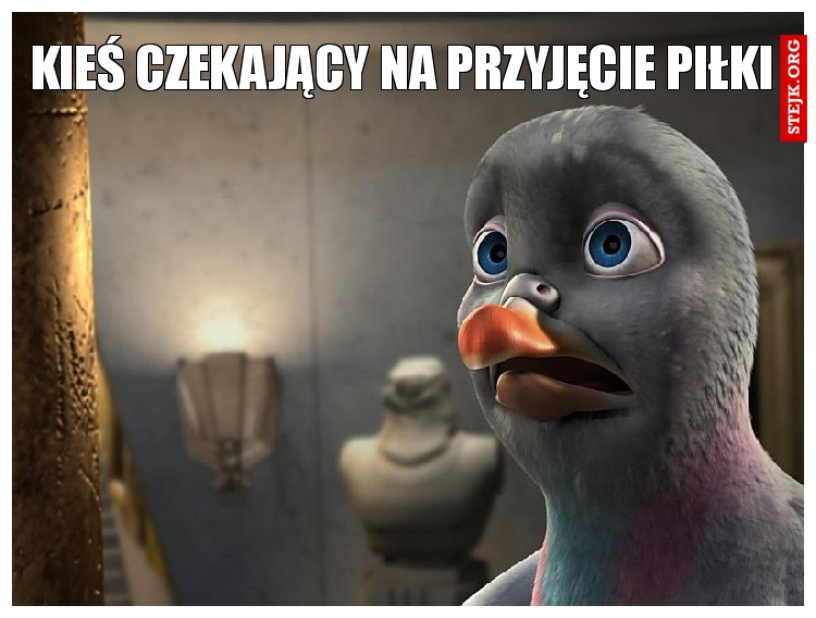 Kieś czekający na przyjęcie piłki