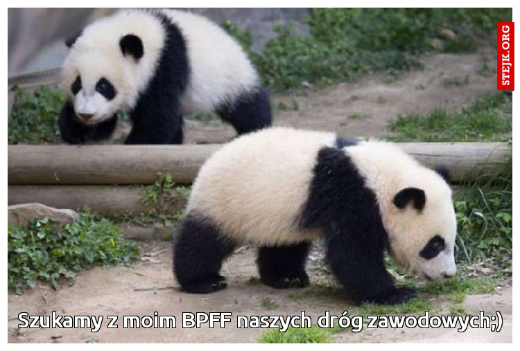 Szukamy z moim BPFF naszych dróg zawodowych;)