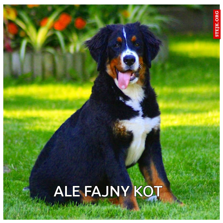 Ale fajny kot