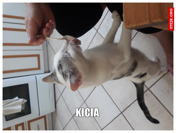 kicia