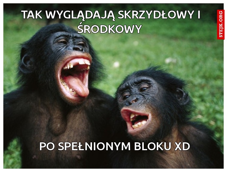 tak wyglądają skrzydłowy i środkowy 