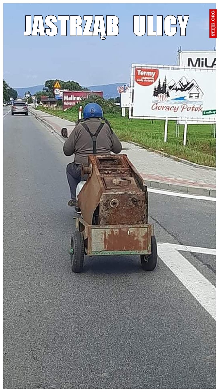 jastrząb   ulicy