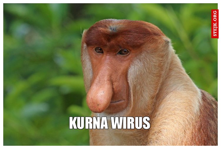 kurna wirus