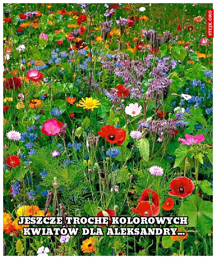 jeszcze trochę kolorowych kwiatów dla aleksandry...