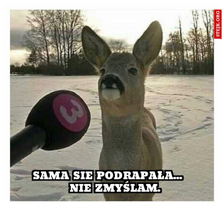      Sama sie podrapała...         nie zmyślam.