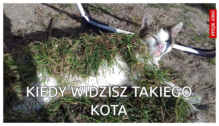 Kiedy Widzisz takiego kota