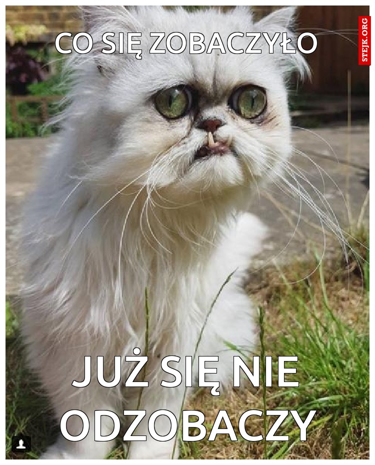 co się zobaczyło