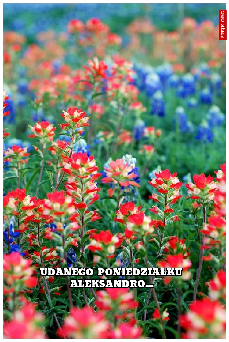 udanego poniedziałku aleksandro...
