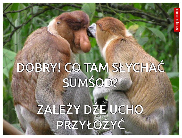 dobry! co tam słychać sumśod?