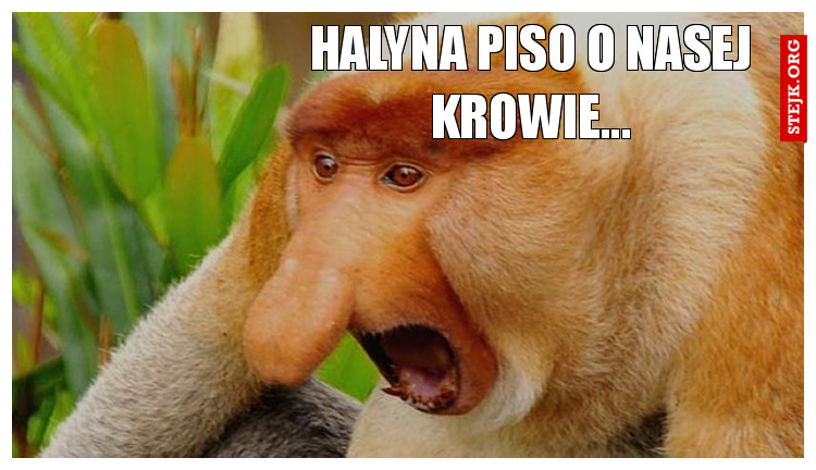 Halyna piso o nasej krowie...