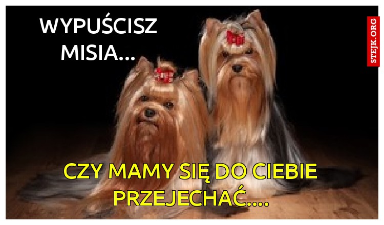 wypuścisz misia...