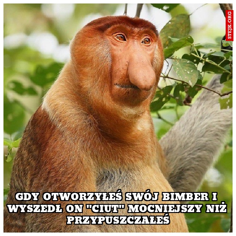 GDY OTWORZYŁEŚ SWÓJ BIMBER I WYSZEDŁ ON "CIUT" MOCNIEJSZY NIŻ PRZYPUSZCZAŁEŚ