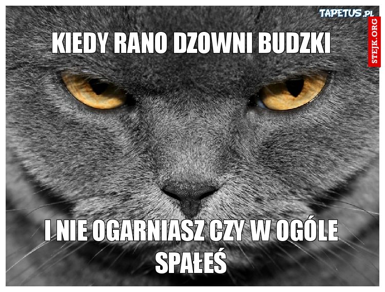 kiedy rano dzowni budzki