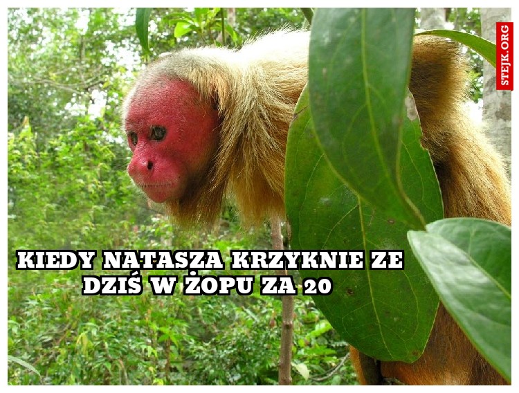 KIEDY NATASZA KRZYKNIE ZE DZIŚ W ŻOPU ZA 20 