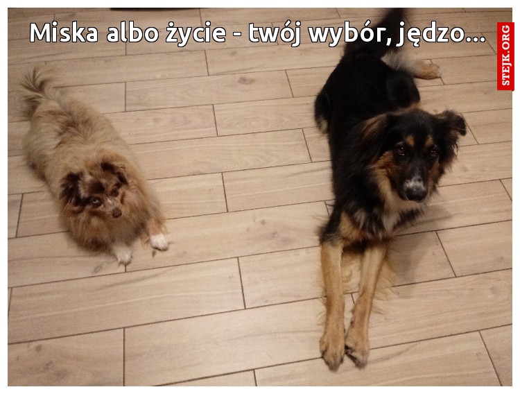 Miska albo życie - twój wybór, jędzo...