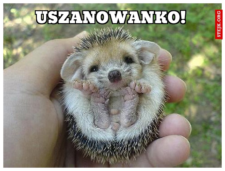 USZANOWANKO!