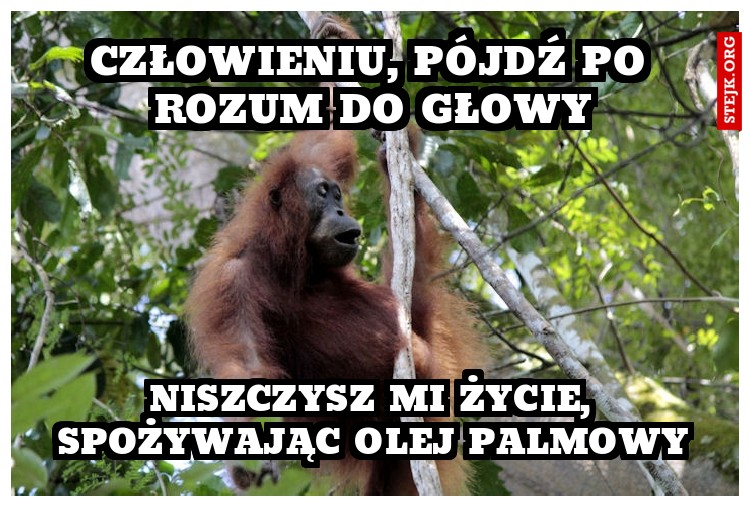 człowieniu, pójdź po rozum do głowy