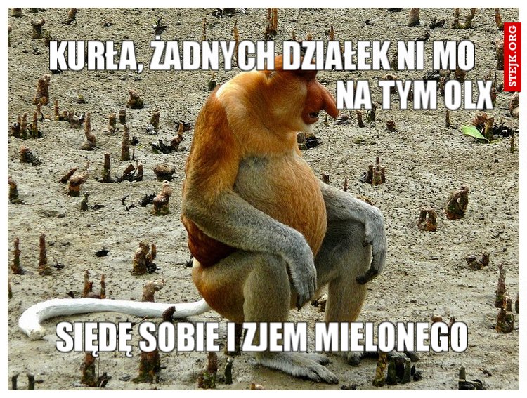 Kurła, żadnych działek ni mo