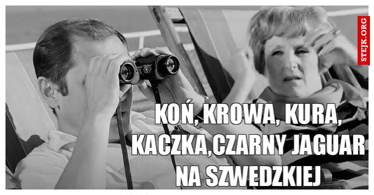 KOŃ, KROWA, KURA, KACZKA,CZARNY JAGUAR NA SZWEDZKIEJ