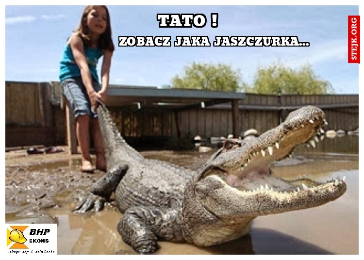 Tato ! Zobacz jaka jaszczurka