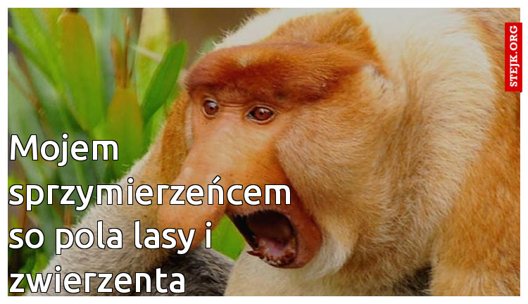 Mojem sprzymierzeńcem so pola lasy i zwierzenta