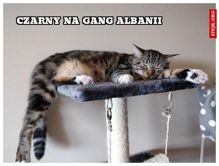 czarny na gang albanii