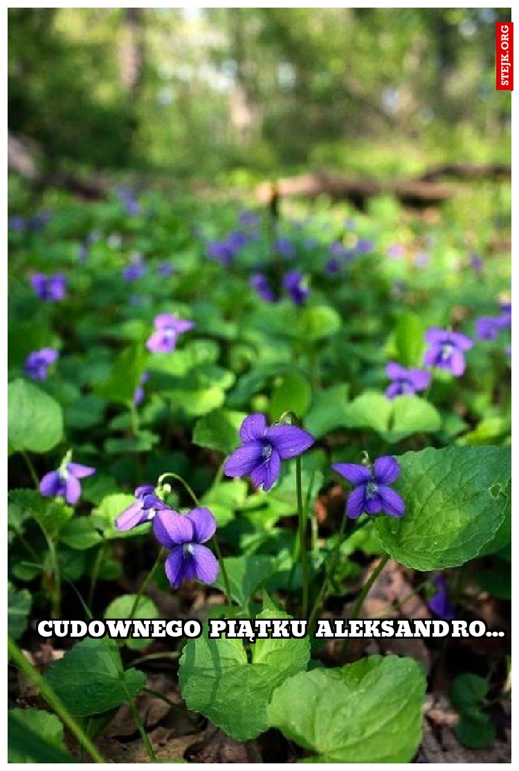 cudownego piątku aleksandro...