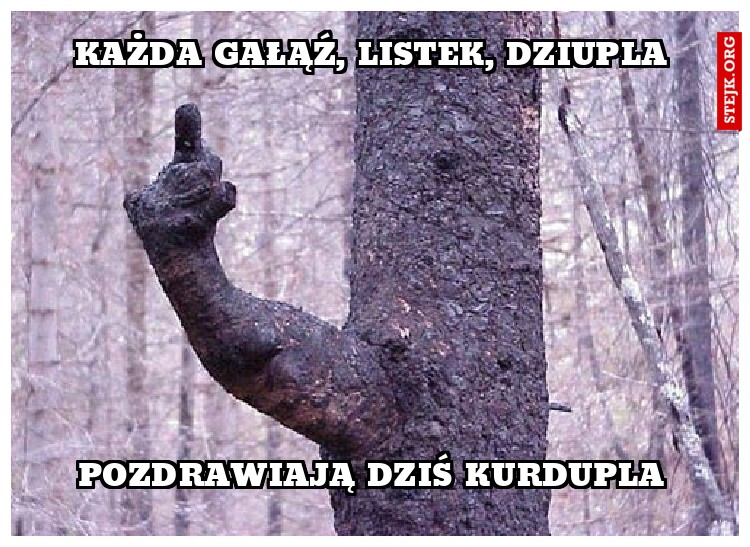 Każda gałąź, listek, dziupla